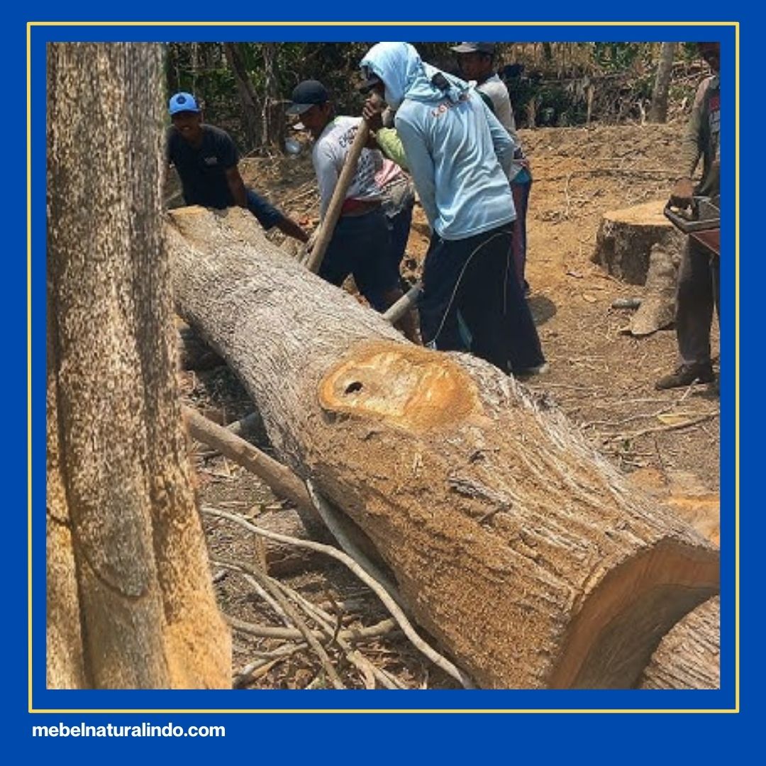 Kenapa Kayu Jati Tidak Dimakan Rayap