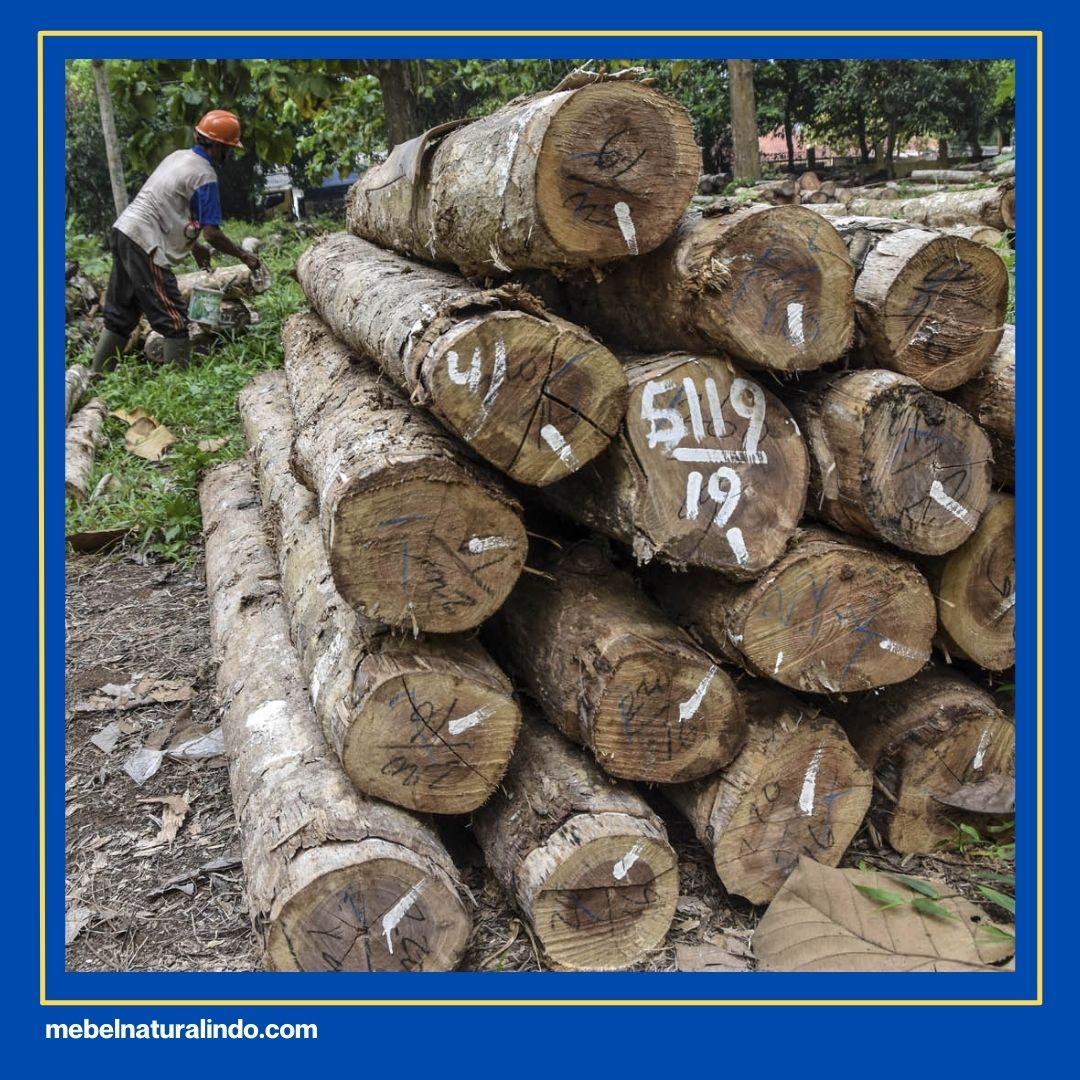 Kenapa Kayu Jati Tidak Dimakan Rayap