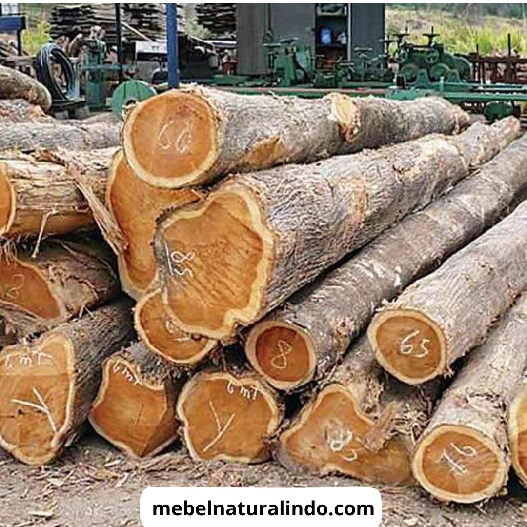 Jenis Kayu untuk Furniture