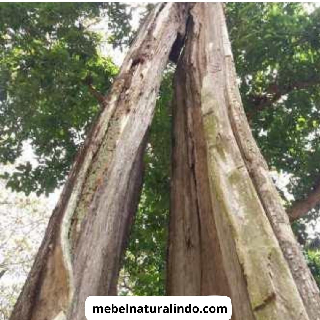 Jenis Kayu untuk Furniture