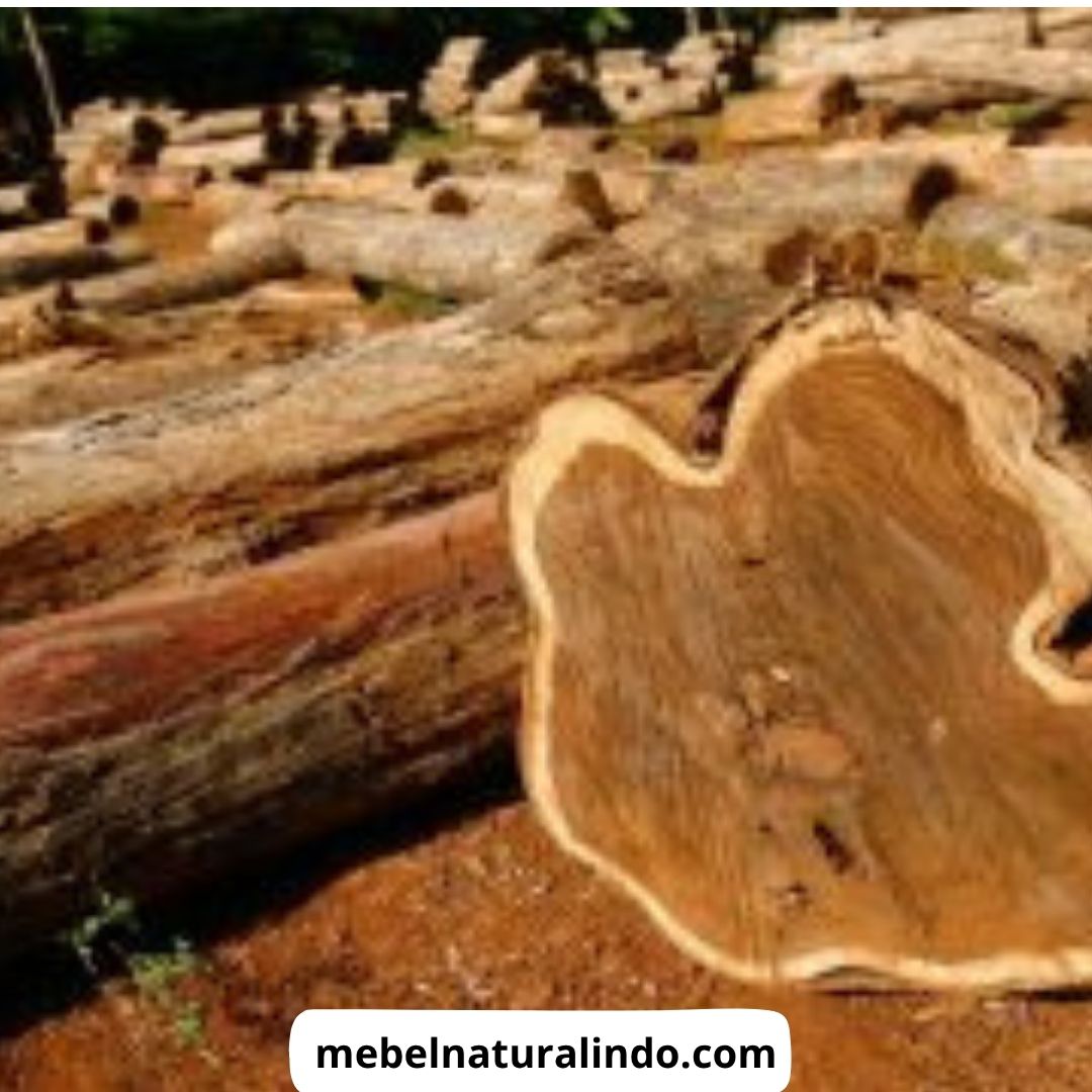 Jenis Kayu Untuk Furniture