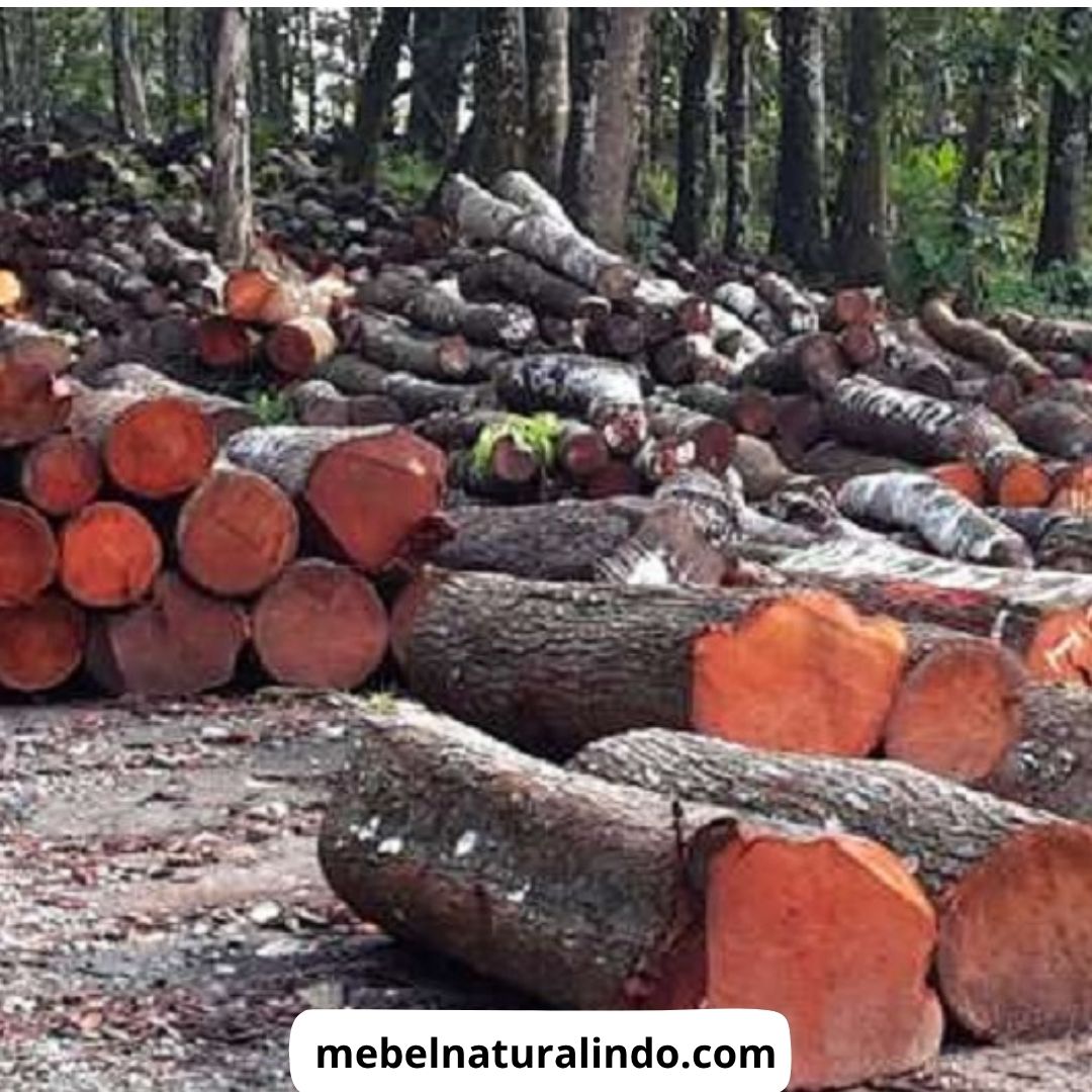 Jenis Kayu Untuk Furniture