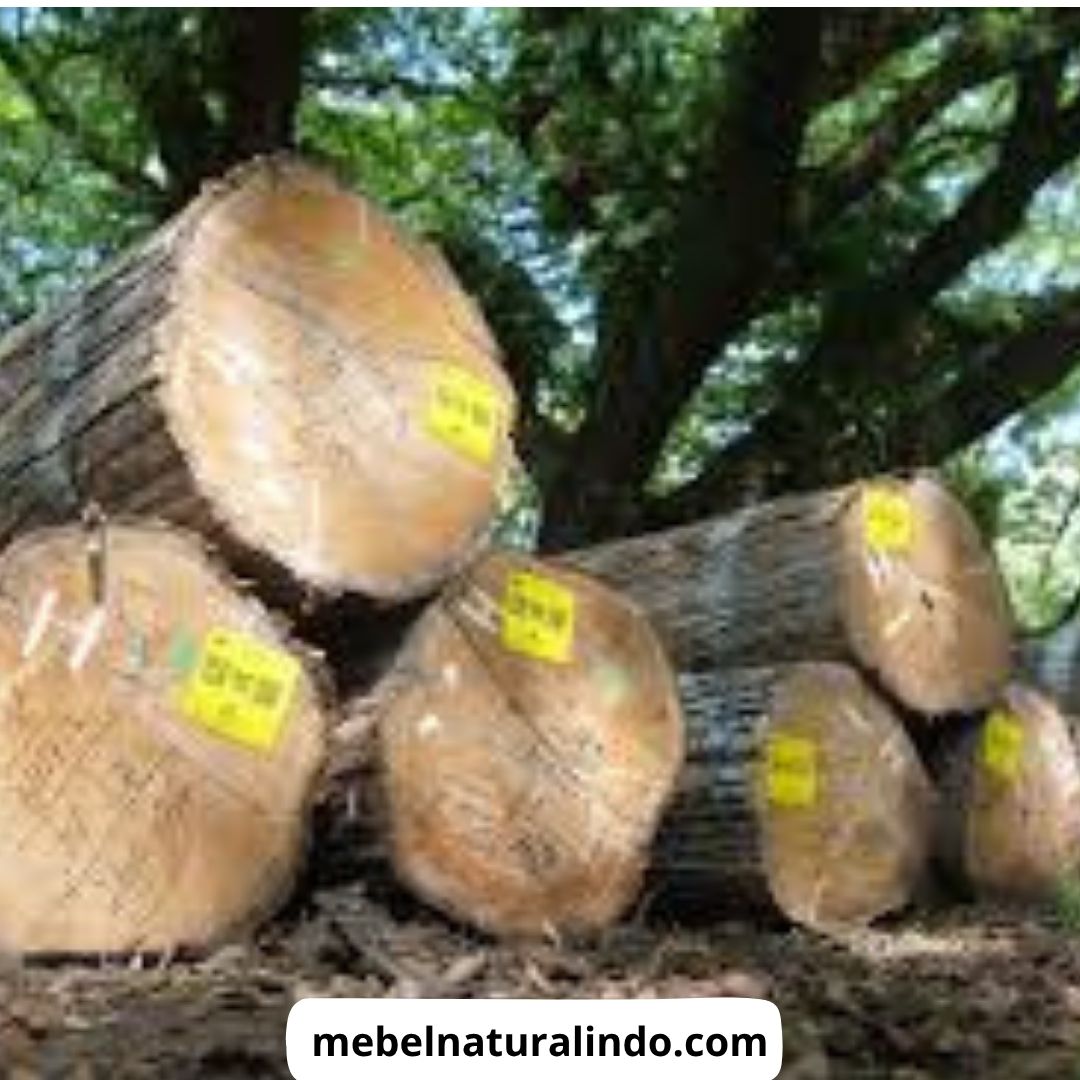 Kenapa Kayu Jati Tidak Dimakan Rayap