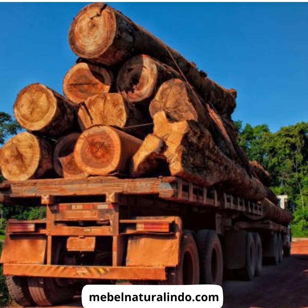 Jenis Kayu untuk Furniture