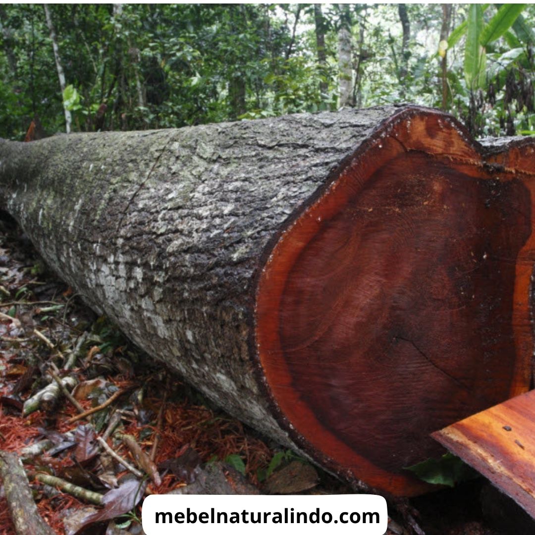 Jenis Kayu untuk Furniture