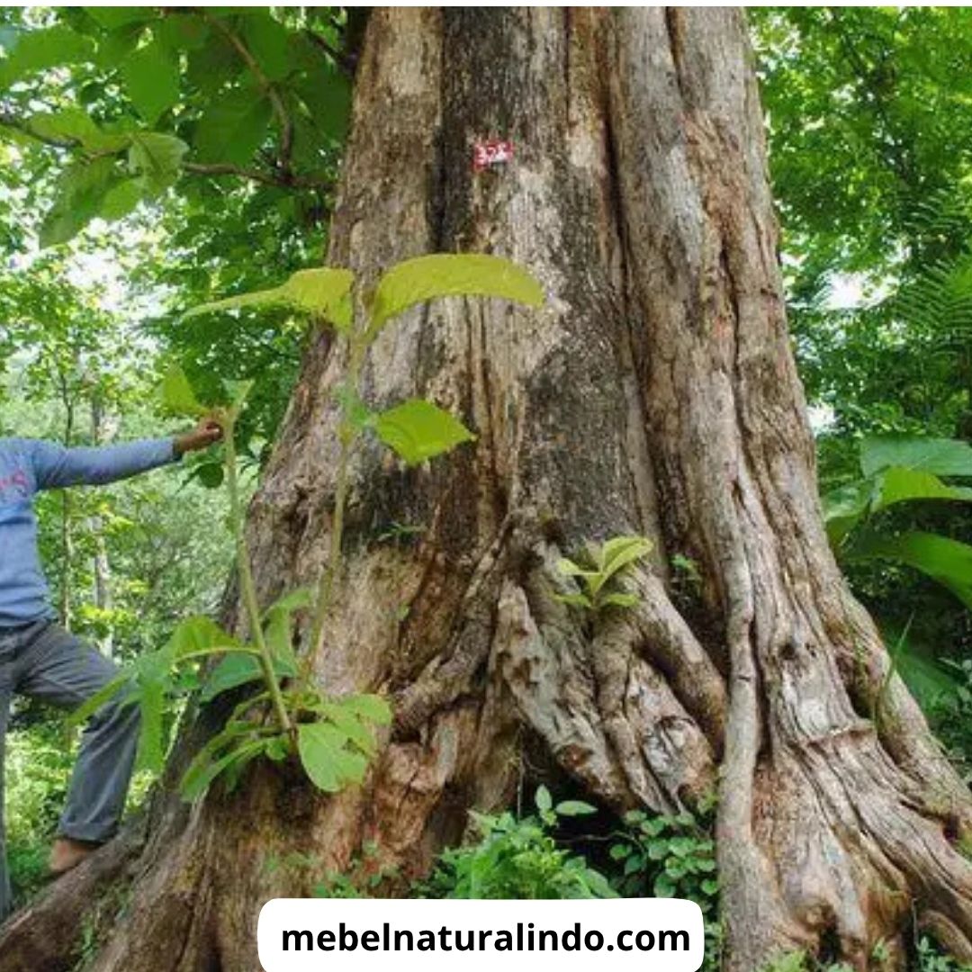 Jenis Kayu untuk Furniture