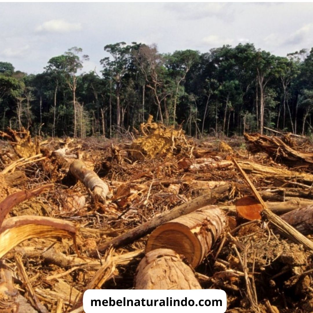 Penebangan Hutan di Sumatera