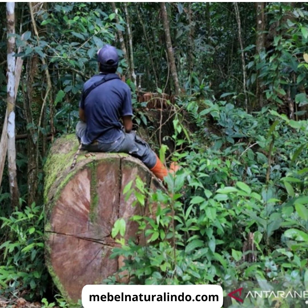 Kenapa Kayu Jati Awet