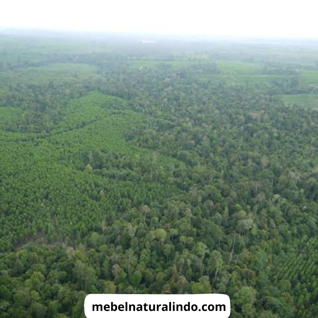 Penebangan Hutan di Sumatera