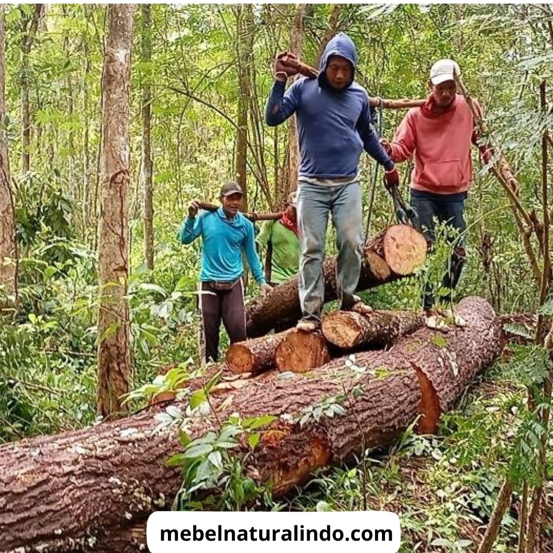 Keunggulan Kayu Jati sebagai Bahan Furniture