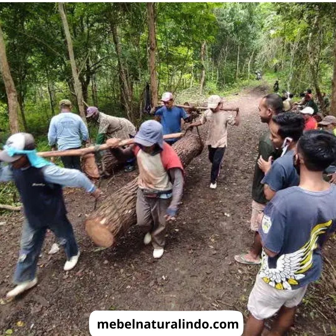 Jenis Kayu Untuk Furniture