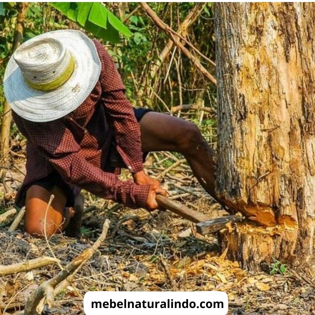 Jenis Kayu Untuk Furniture