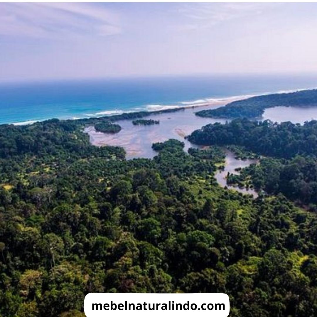 Penebangan Hutan di Sumatera